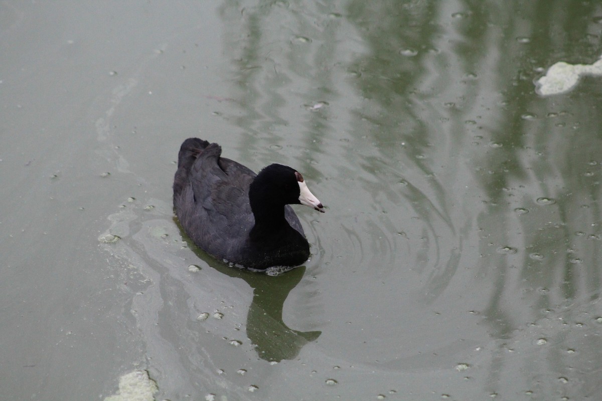 American Coot - ML620673478