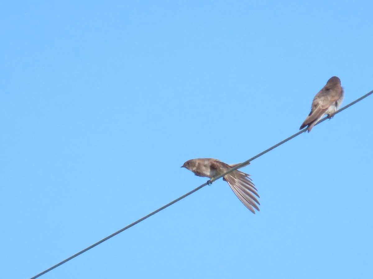 Northern Rough-winged Swallow - ML620673483