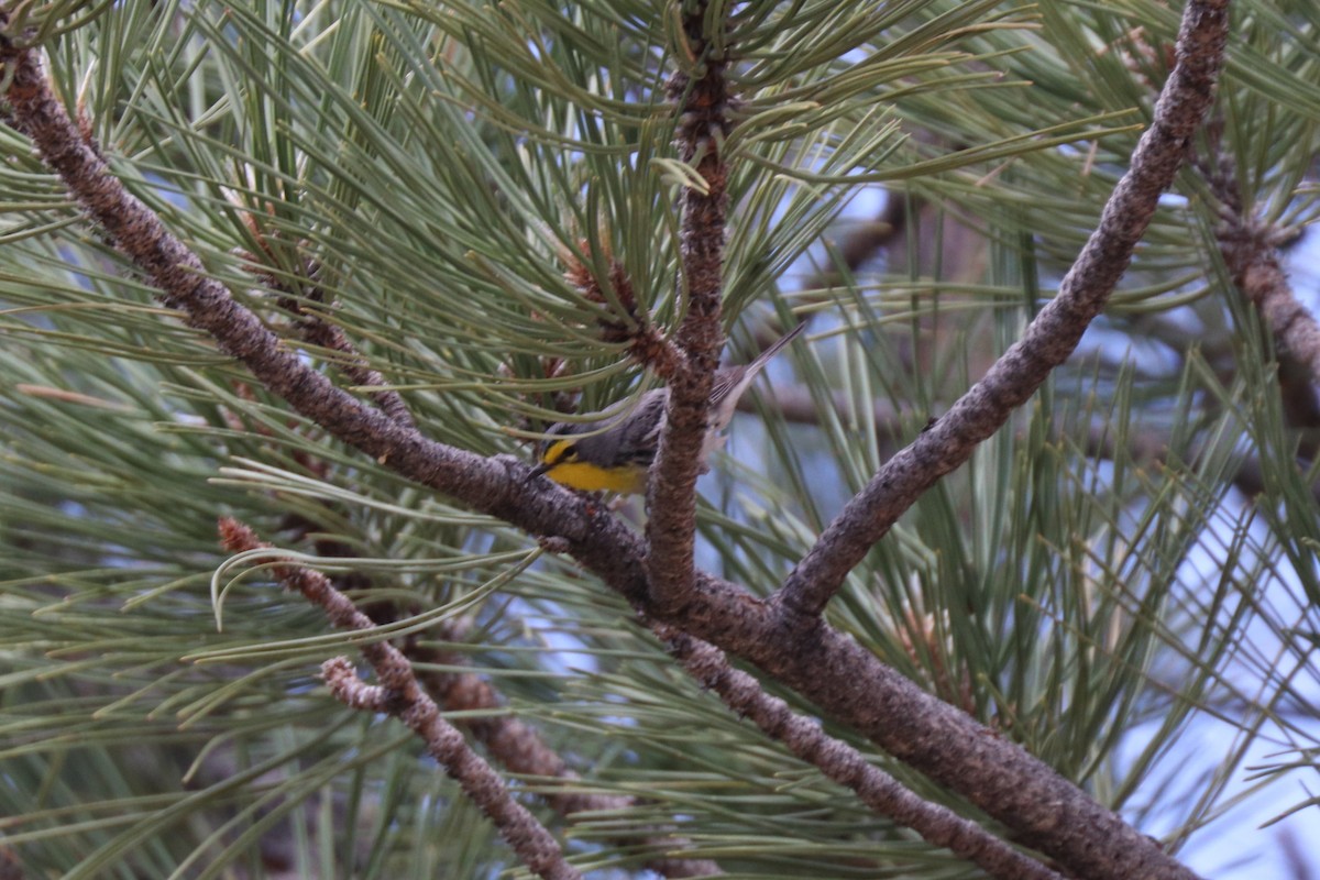 Grace's Warbler - ML620673485