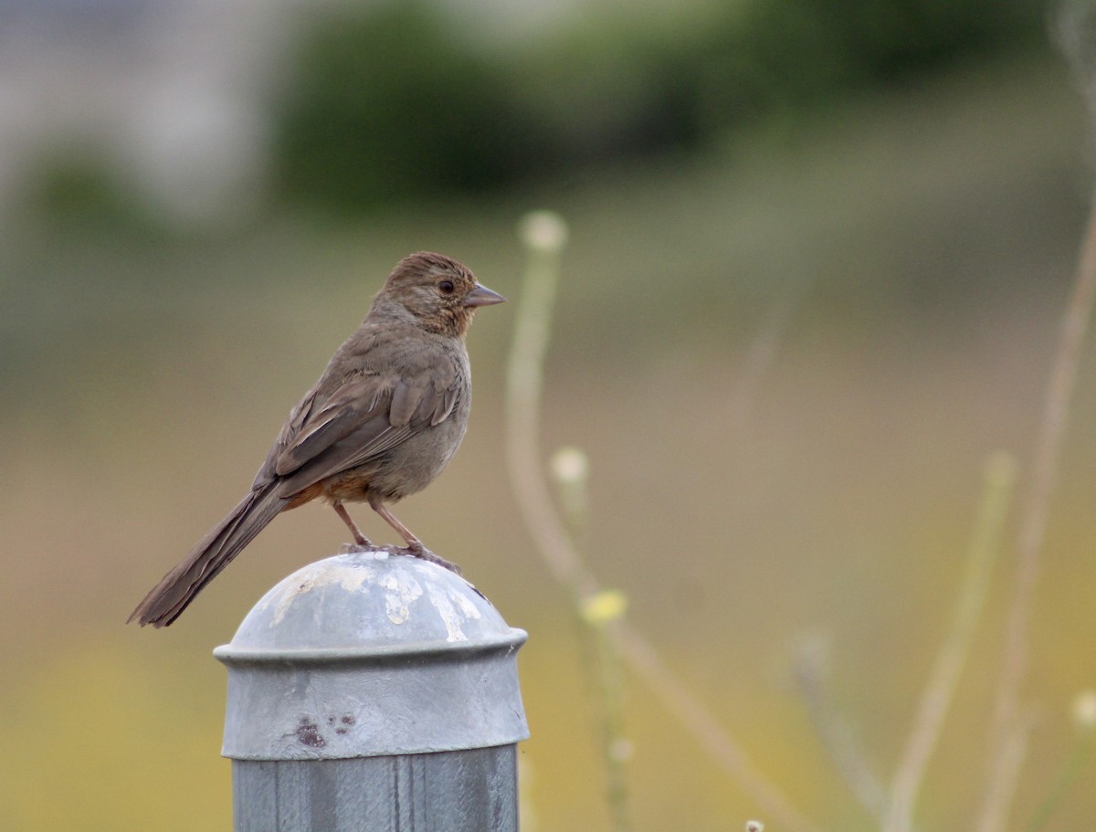 California Towhee - ML620673486