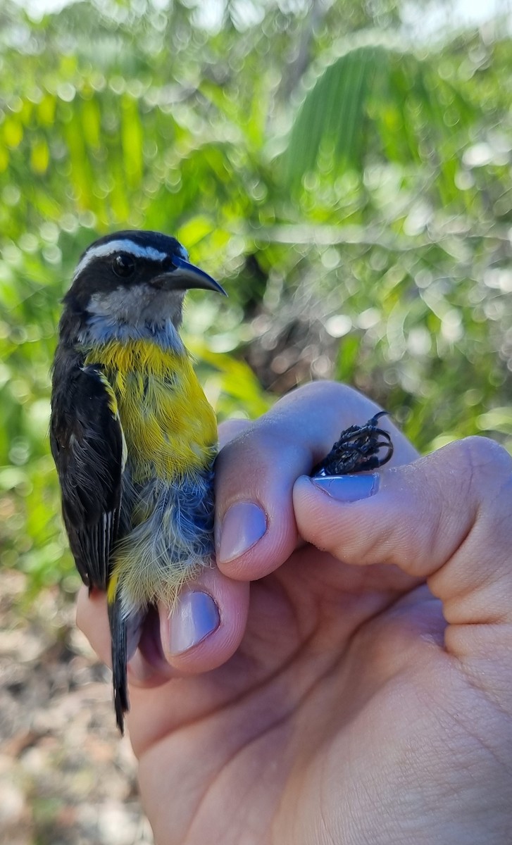 Sucrier à ventre jaune - ML620673488