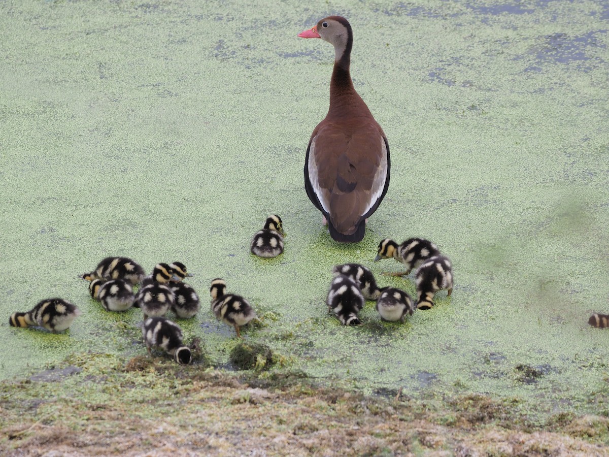 Black-bellied Whistling-Duck - ML620673490