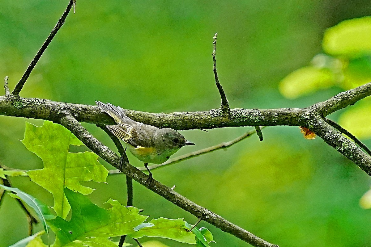 American Redstart - ML620673492