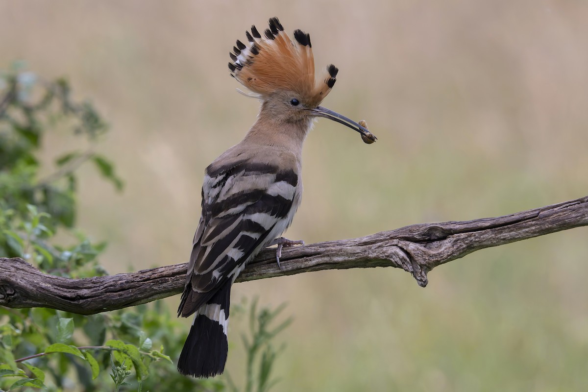 Eurasian Hoopoe - ML620673494