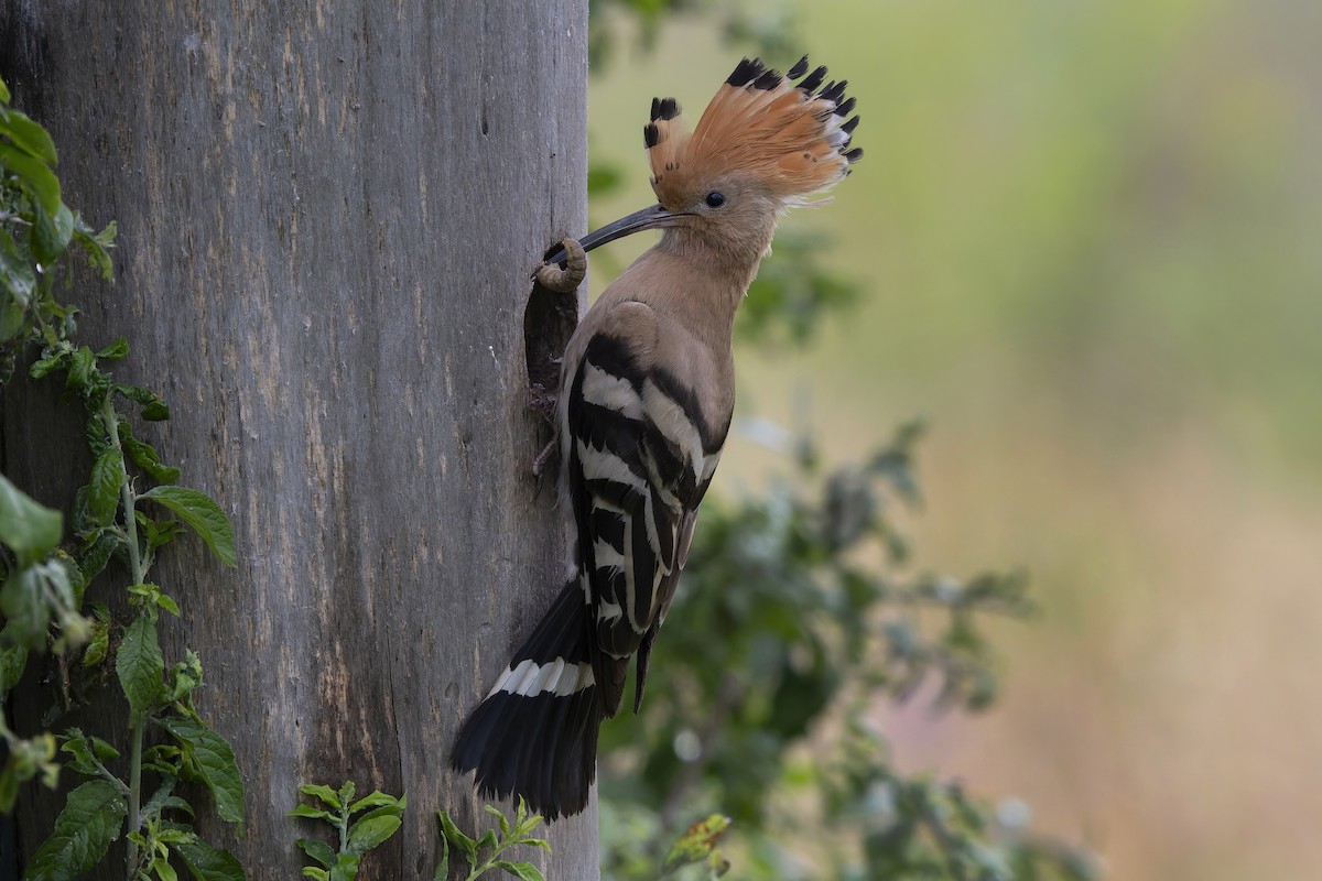 Eurasian Hoopoe - ML620673495