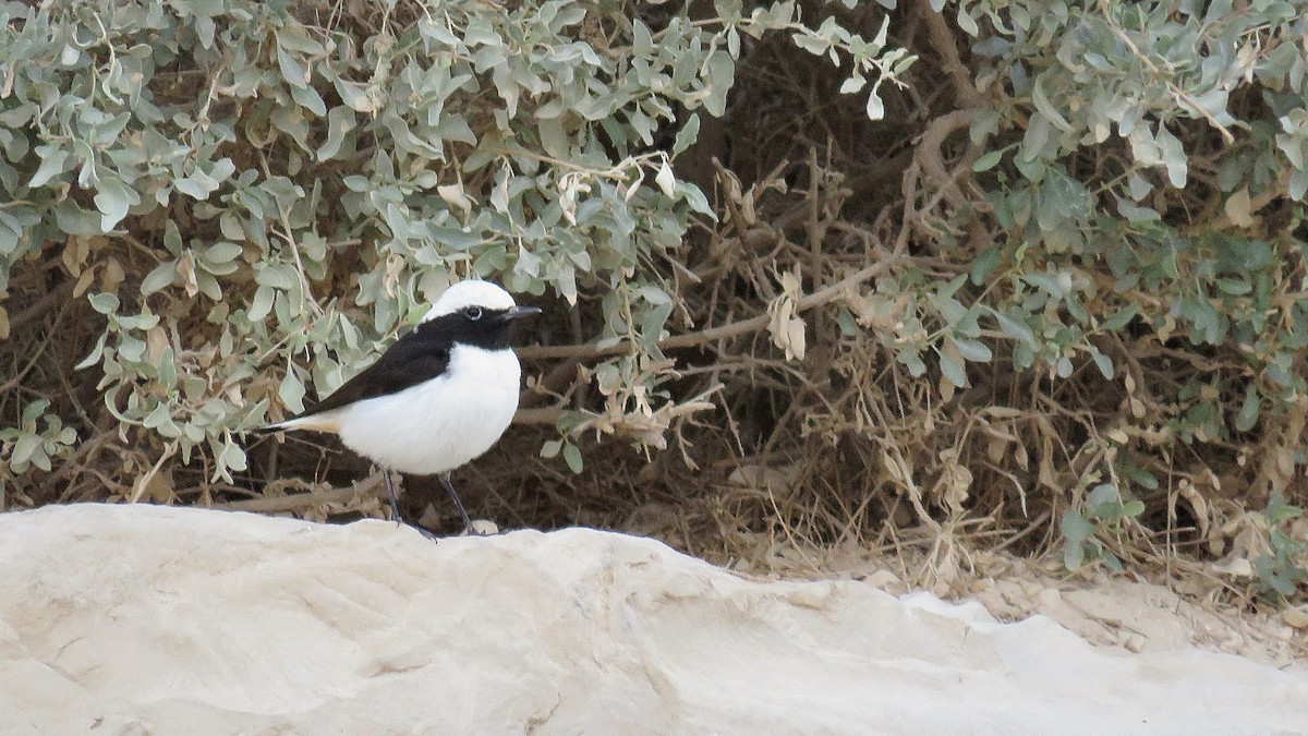 Mourning Wheatear - ML620673497