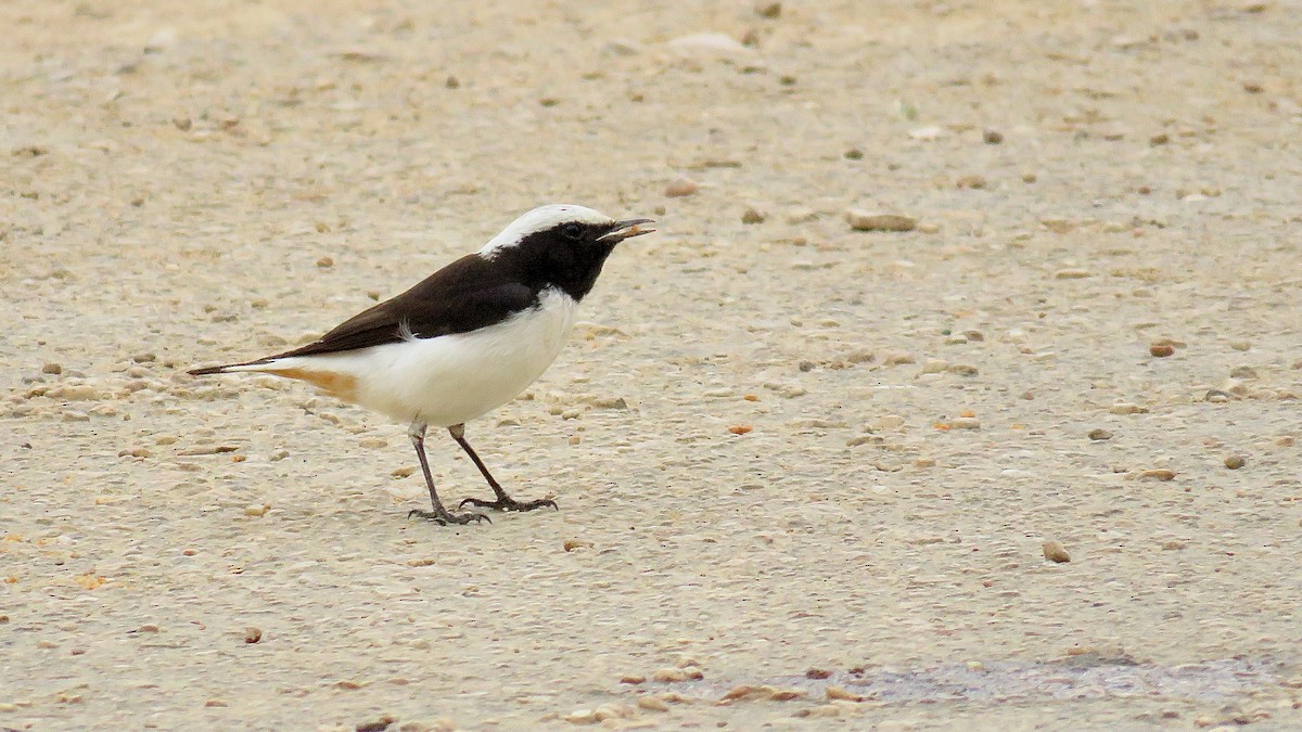 Mourning Wheatear - ML620673498