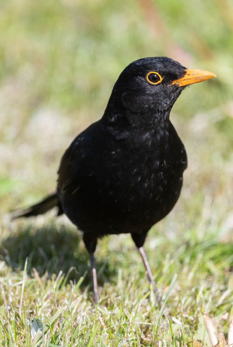 Eurasian Blackbird - ML620673500