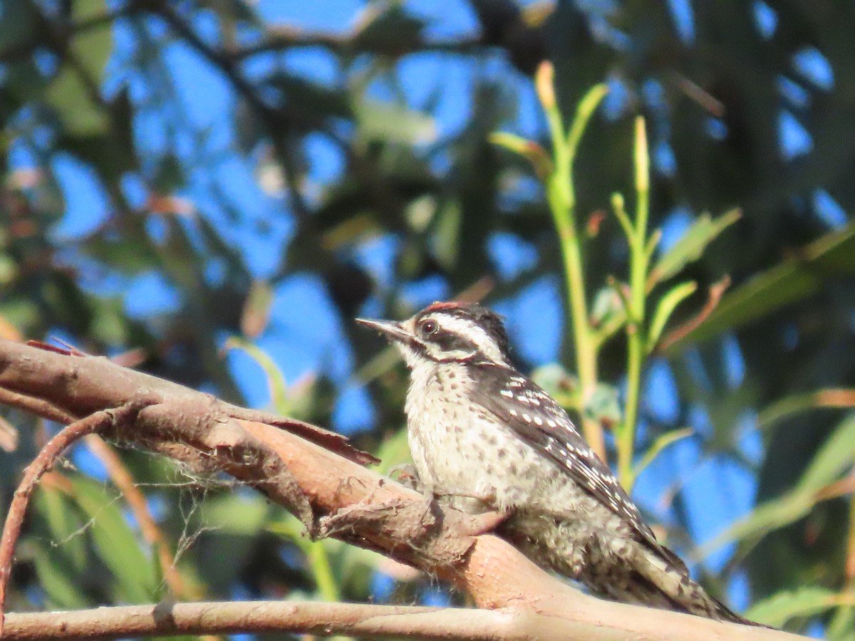 Nuttall's Woodpecker - ML620673501