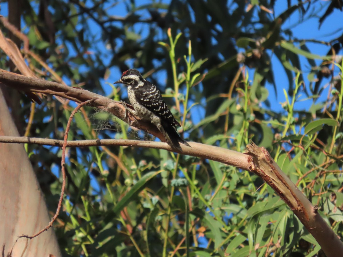 Nuttall's Woodpecker - ML620673503