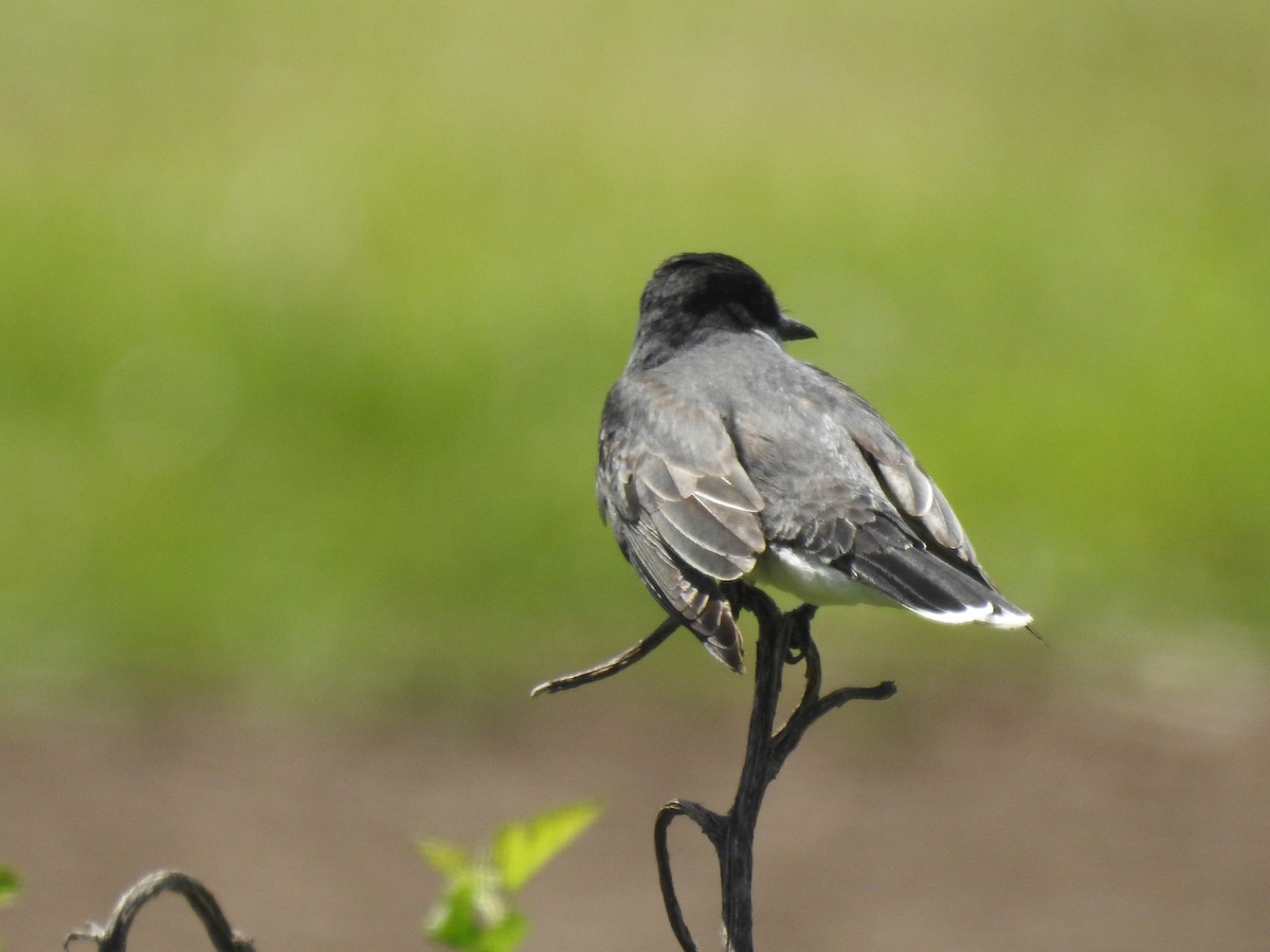 Eastern Kingbird - ML620673504