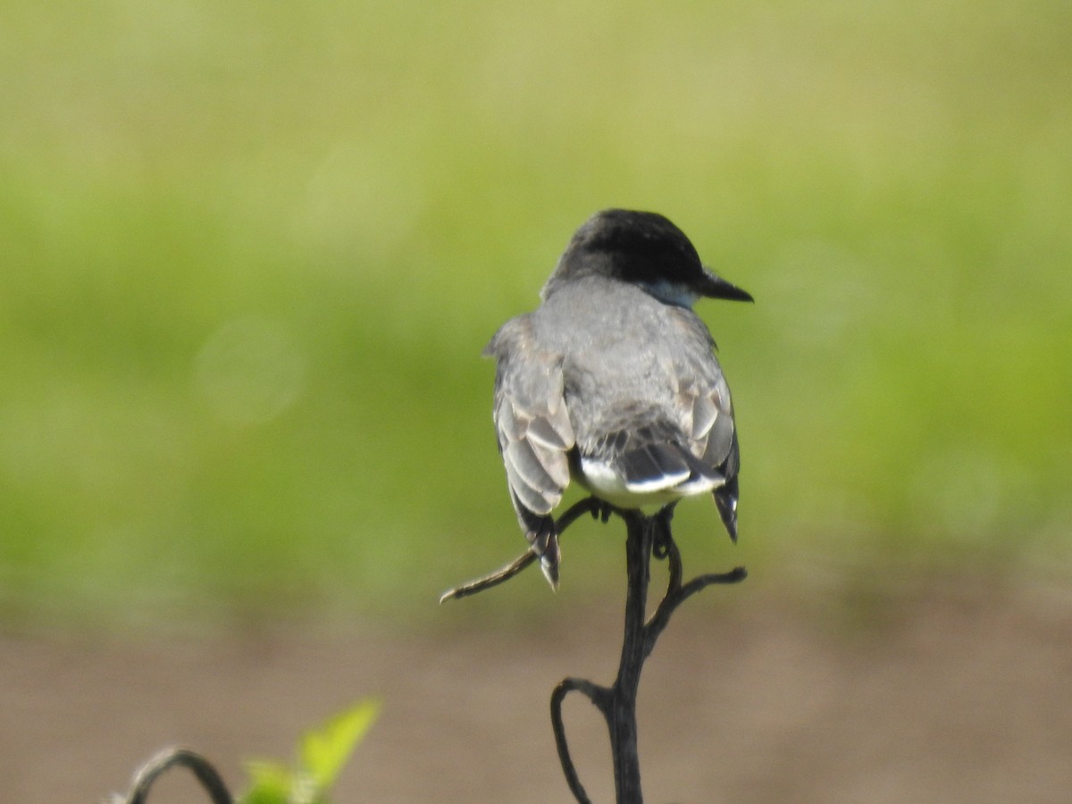 Eastern Kingbird - ML620673505