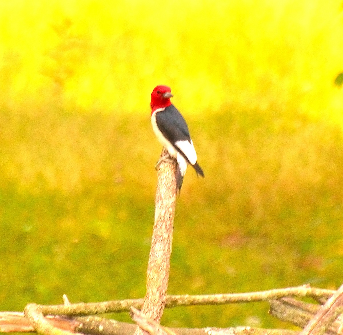 Red-headed Woodpecker - ML620673508