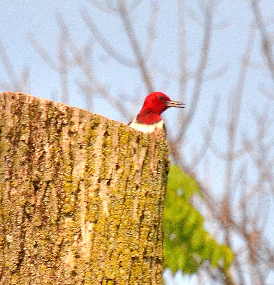 Red-headed Woodpecker - ML620673520