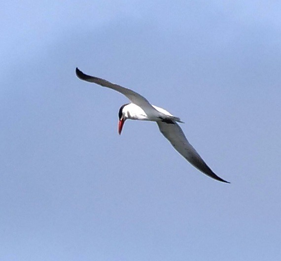 Caspian Tern - ML620673521