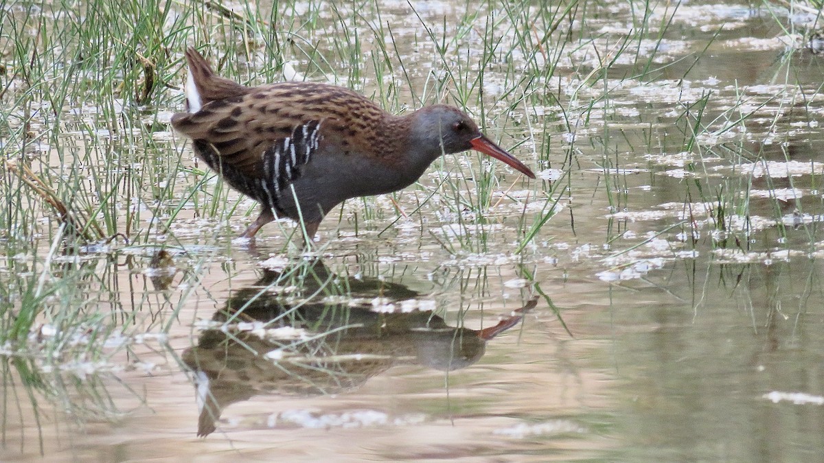 Water Rail - Noah Isakov