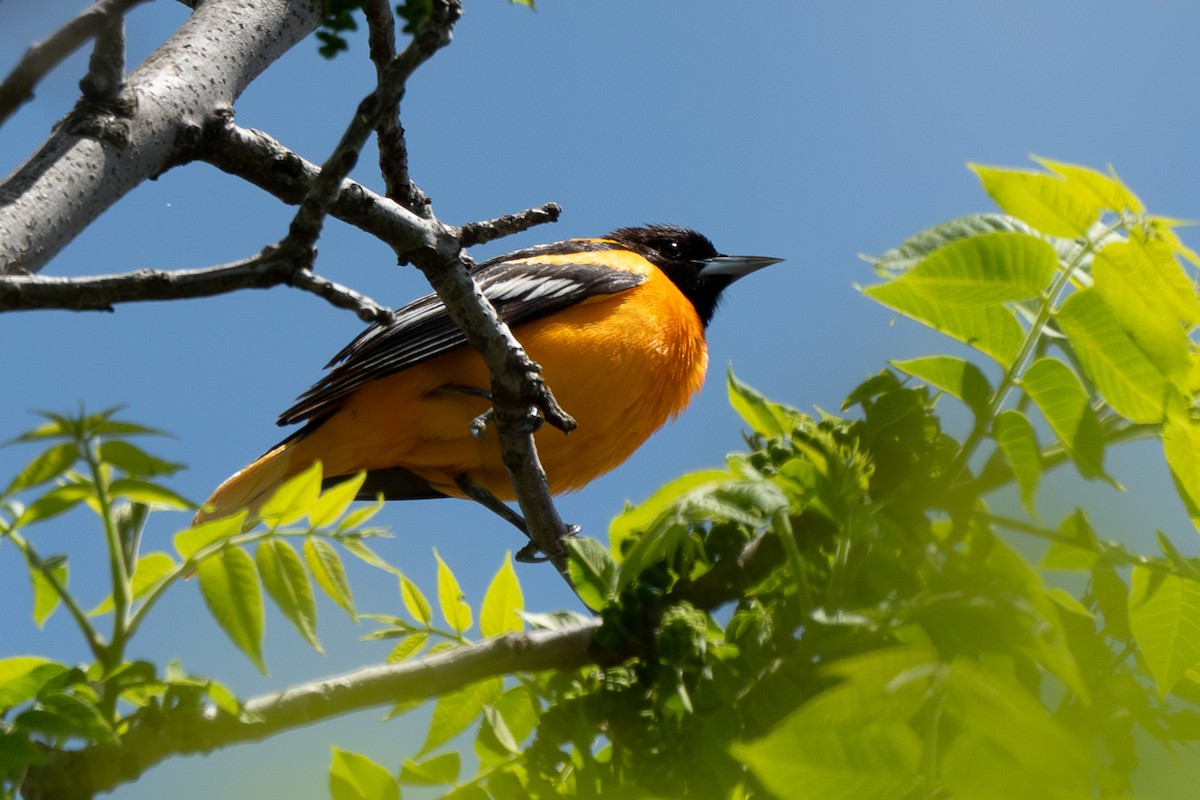 Baltimore Oriole - ML620673523