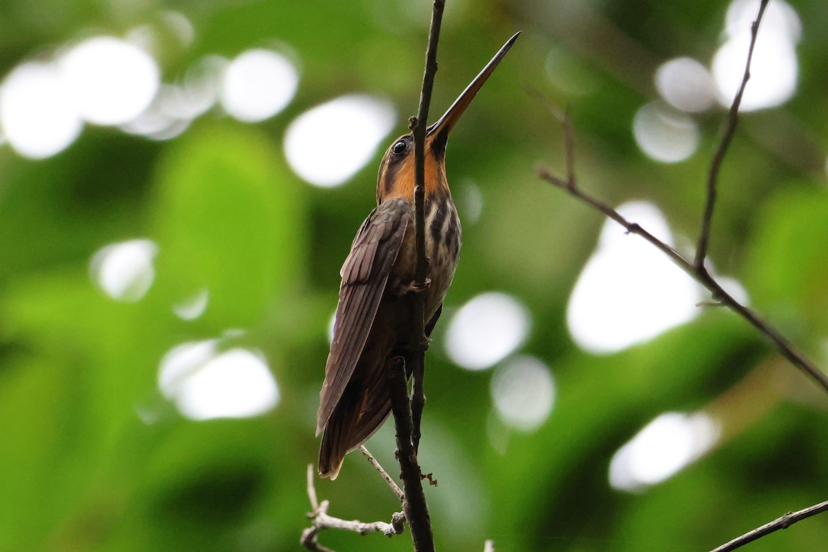 Пилоклювый колибри-отшельник - ML620673525