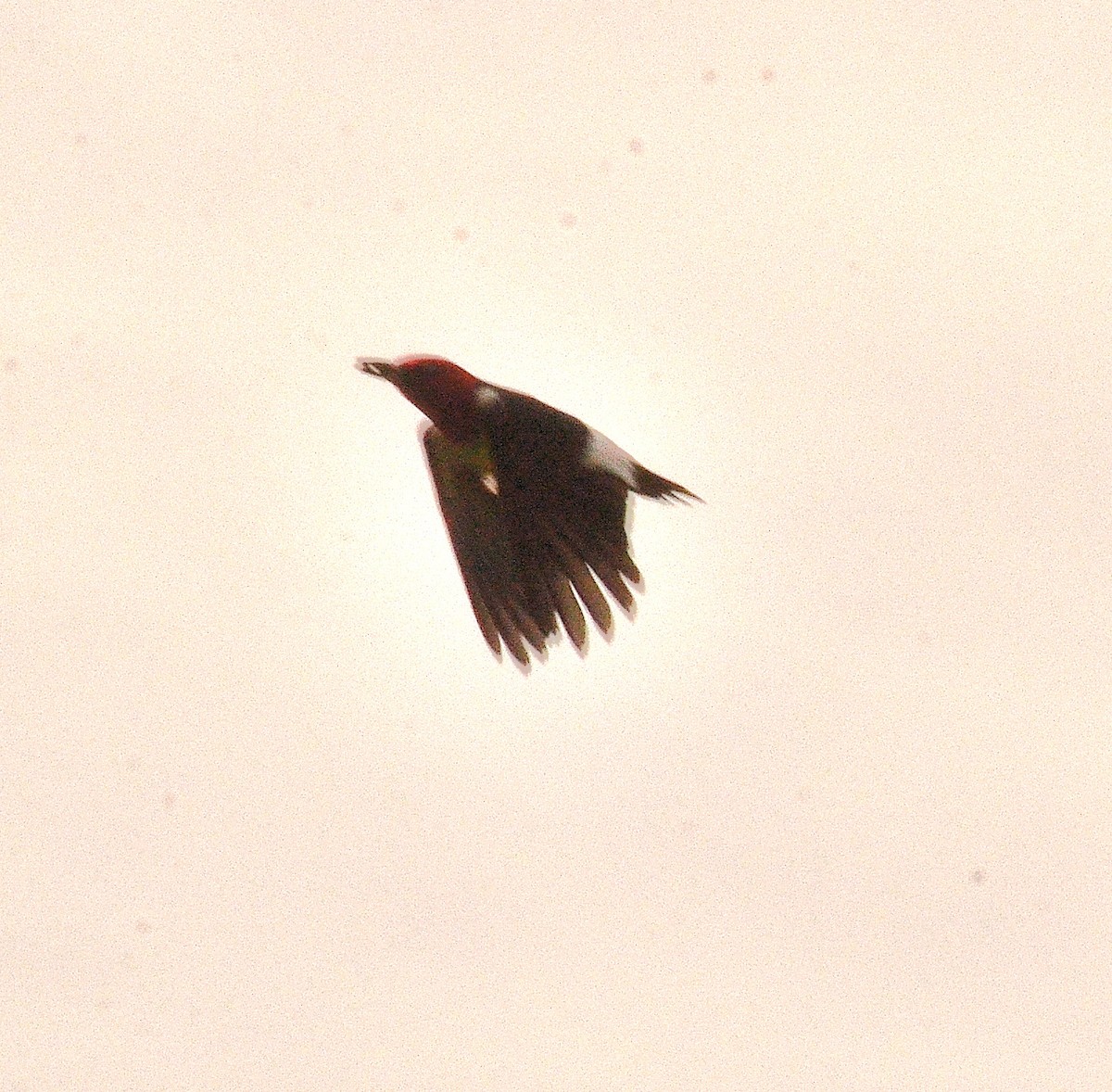 Red-headed Woodpecker - ML620673526