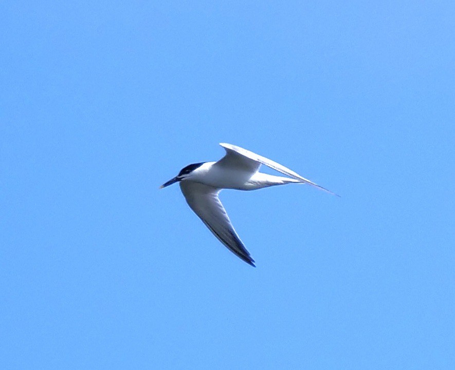 Sandwich Tern - ML620673529