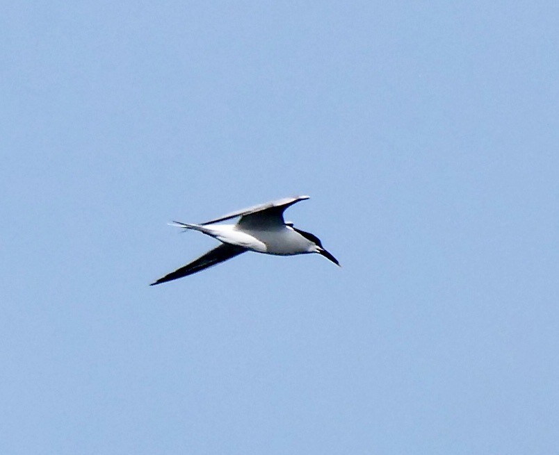 Sandwich Tern - ML620673530