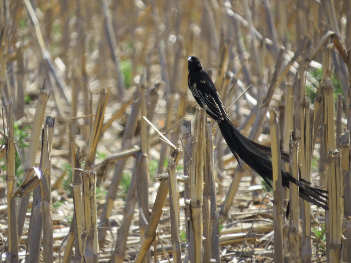 Long-tailed Widowbird - ML620673534