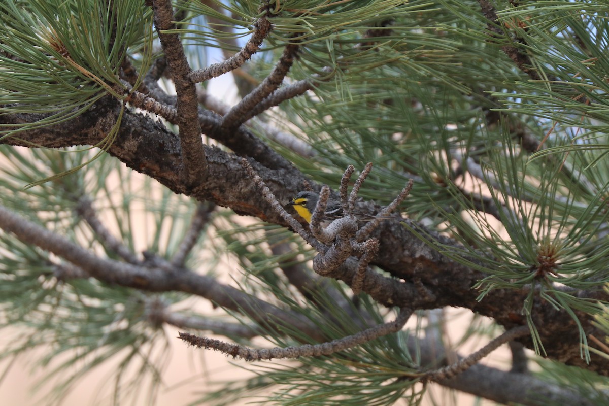 Grace's Warbler - ML620673535