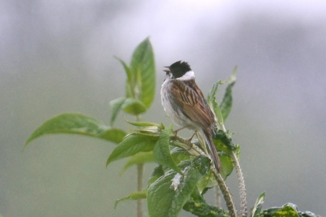 Reed Bunting - Alain Rouge