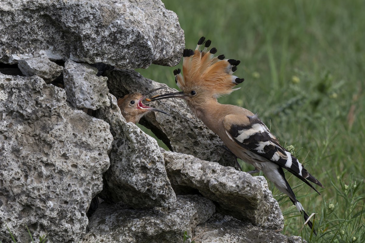 Eurasian Hoopoe - ML620673538