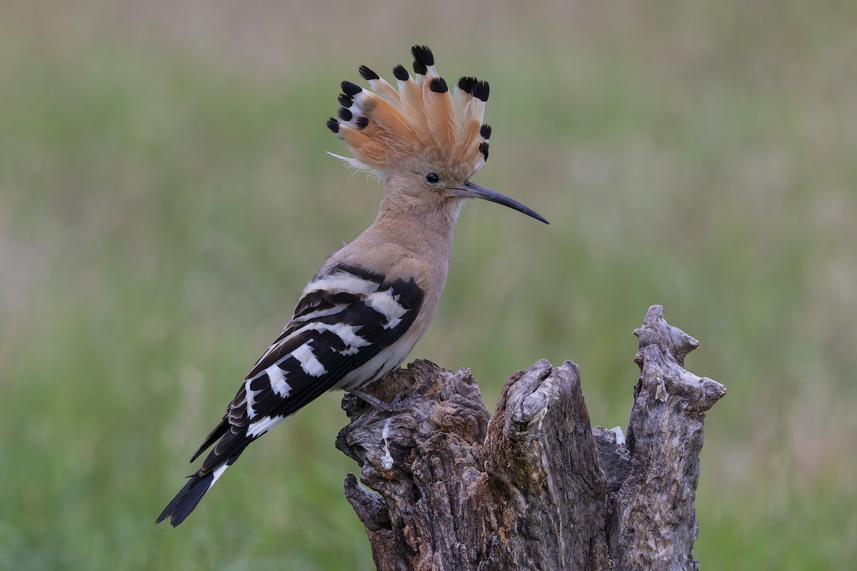 Eurasian Hoopoe - ML620673539