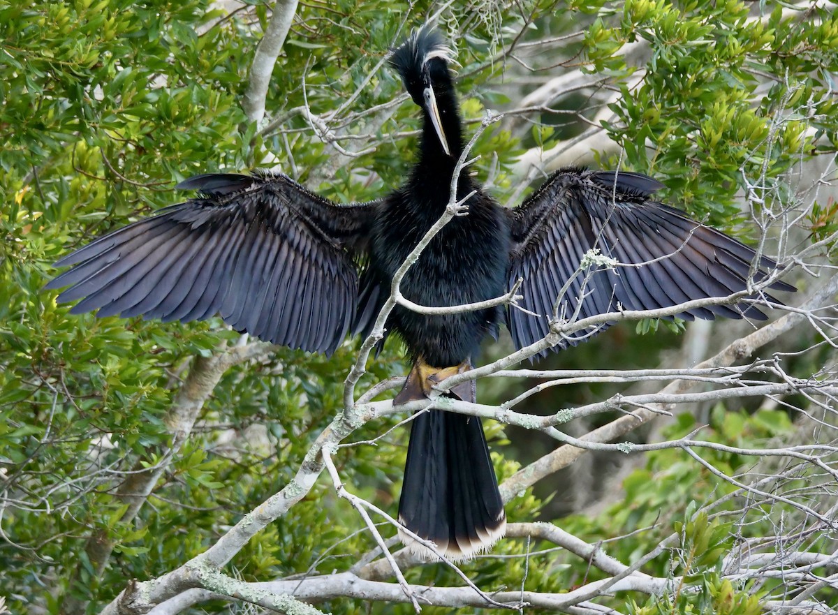 Amerika-Schlangenhalsvogel - ML620673540