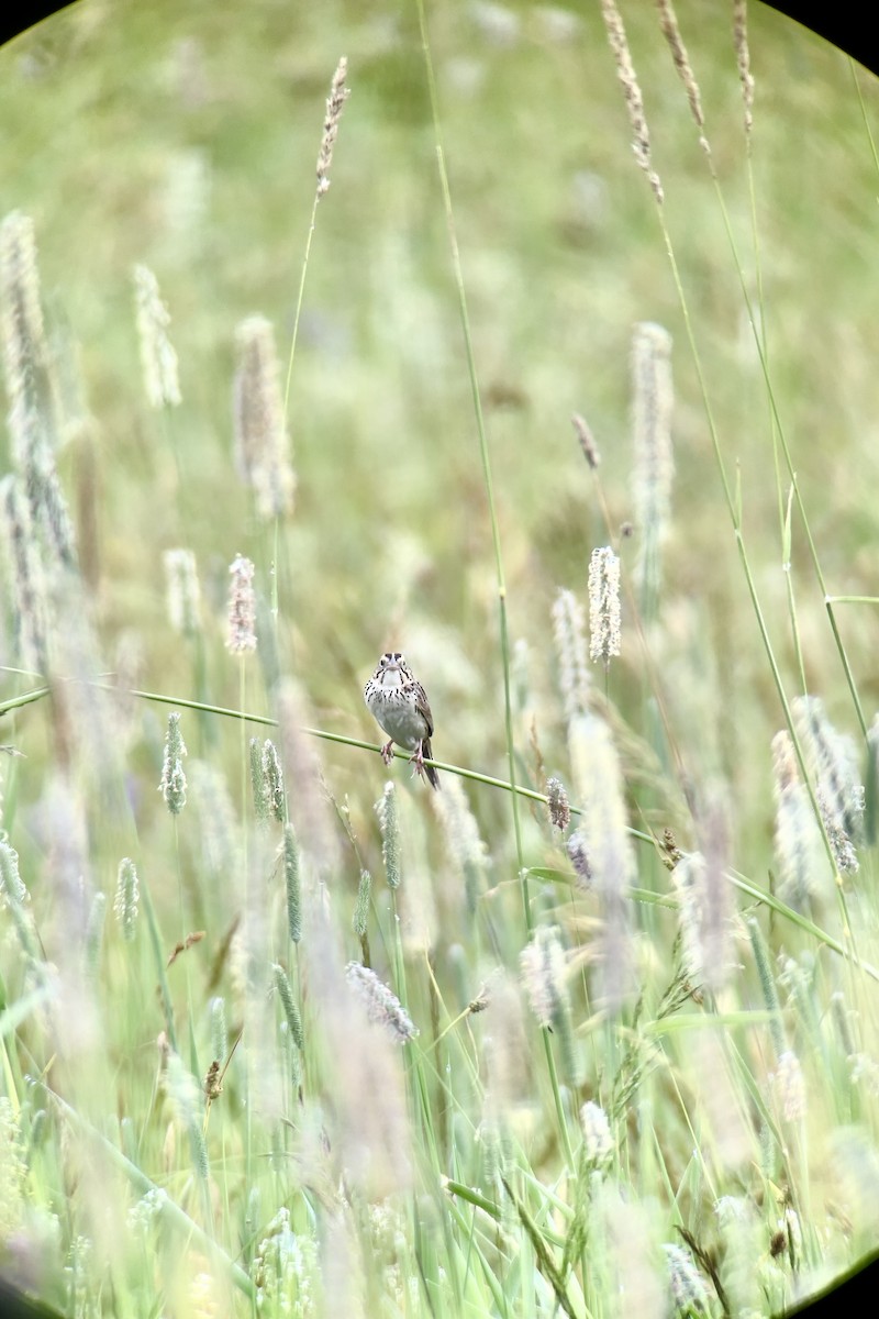 Henslow's Sparrow - ML620673541