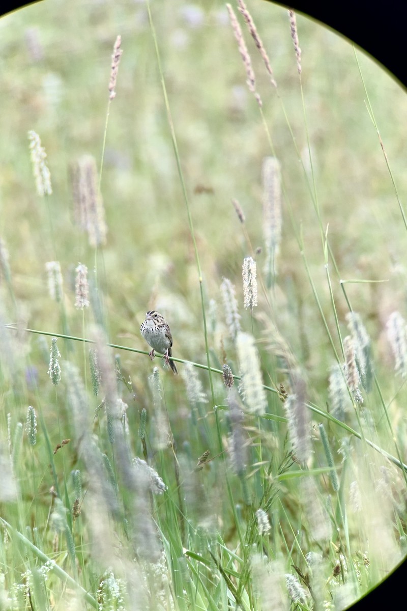 Henslow's Sparrow - ML620673542