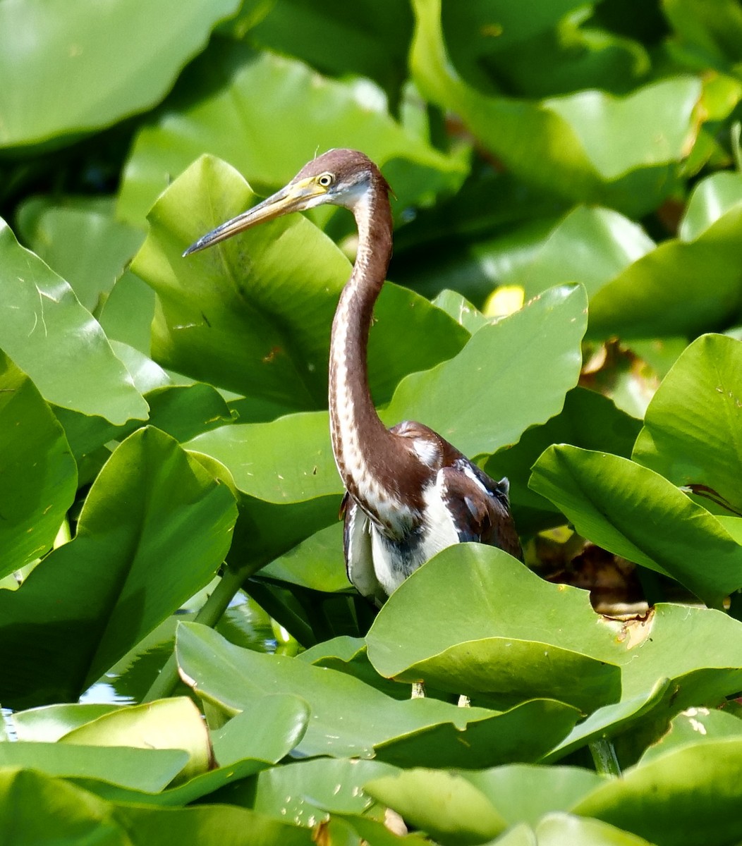 Tricolored Heron - ML620673546