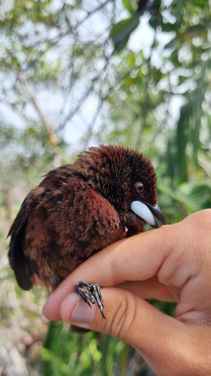 Silver-beaked Tanager - ML620673548