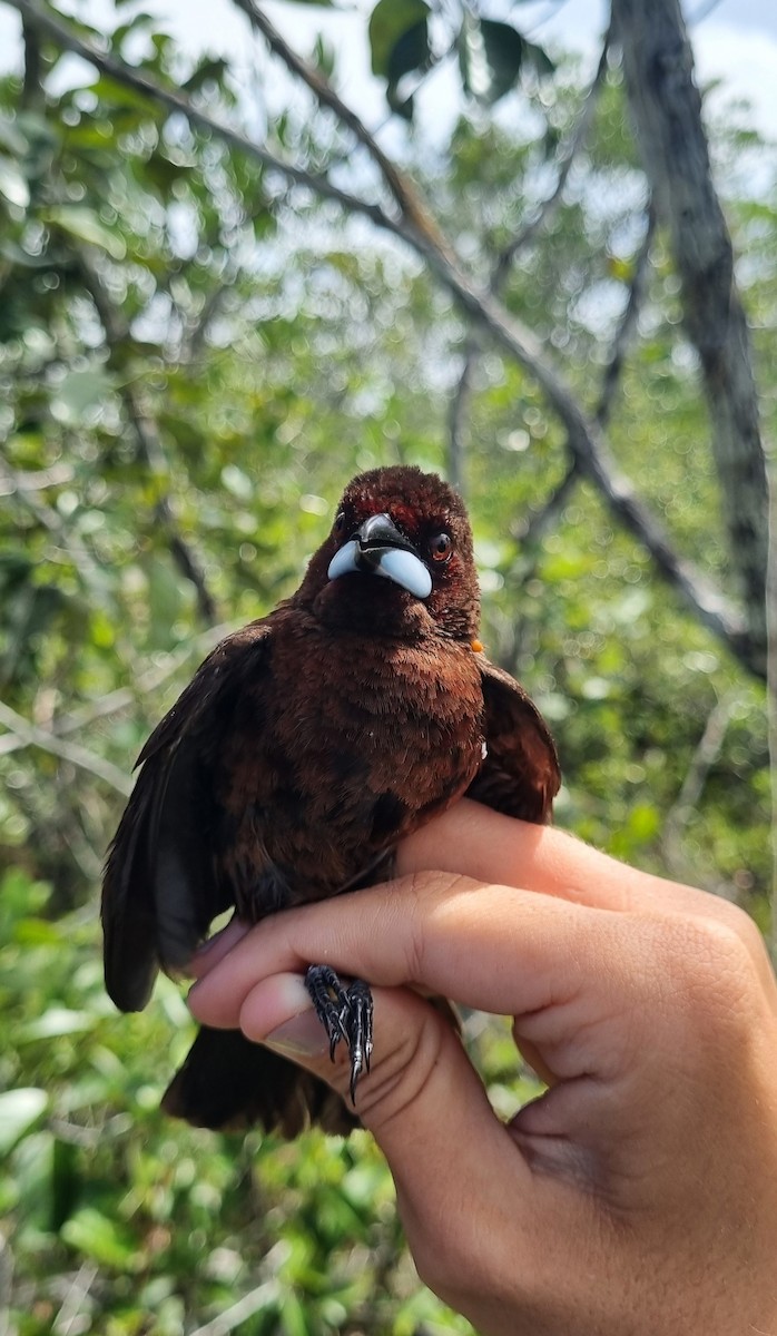 Silver-beaked Tanager - ML620673549