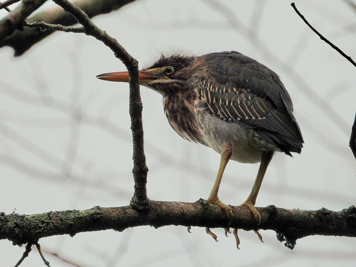 Green Heron - ML620673556