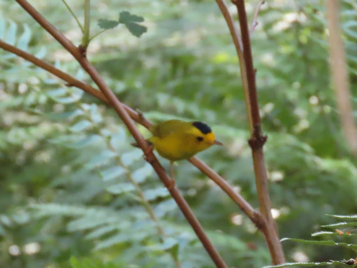 Wilson's Warbler - ML620673558