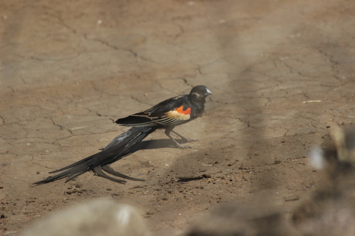 Long-tailed Widowbird - Mike & Angela Stahl