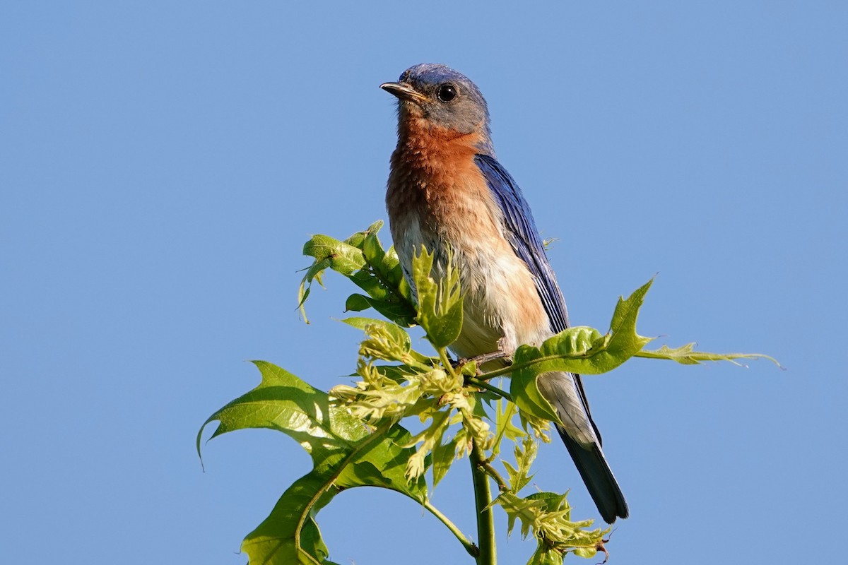 Eastern Bluebird - ML620673562