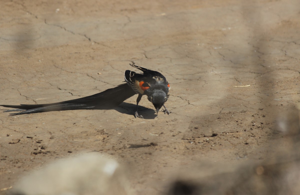 Long-tailed Widowbird - ML620673563