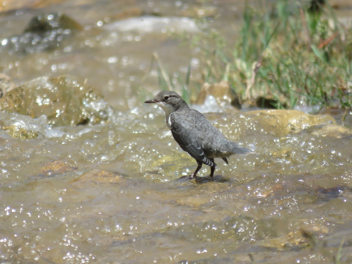 White-throated Dipper - ML620673580