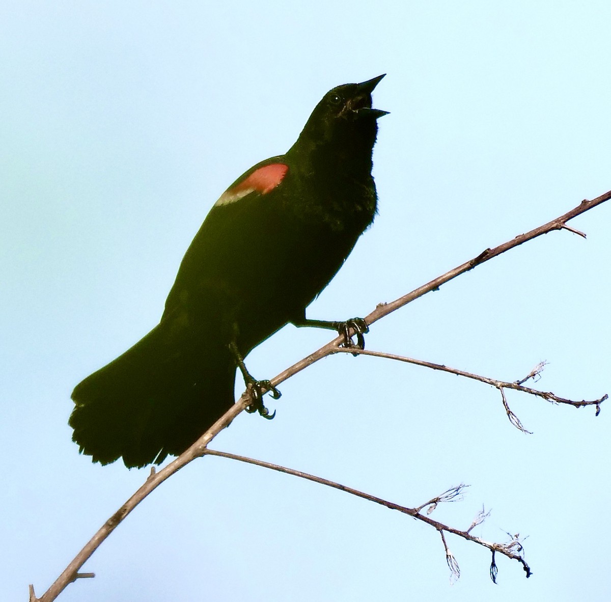 Red-winged Blackbird - ML620673581