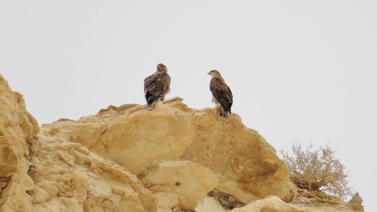 Bonelli's Eagle - ML620673583