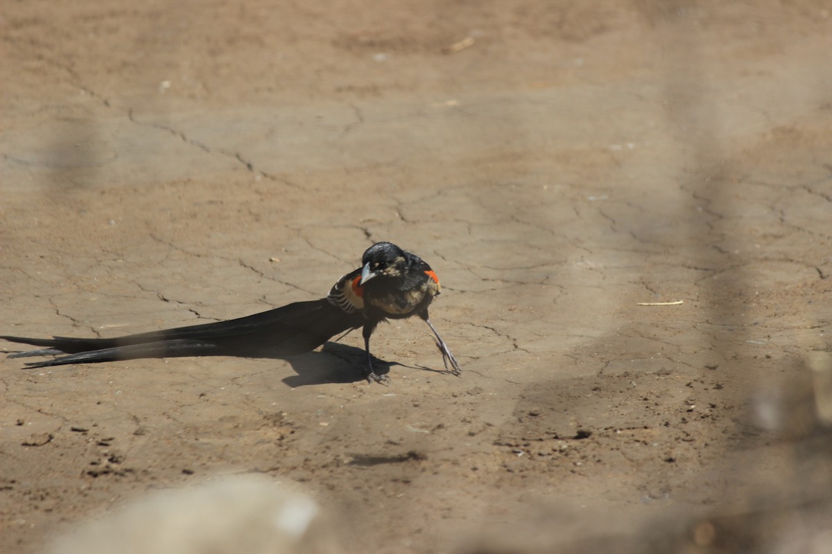 Long-tailed Widowbird - ML620673586