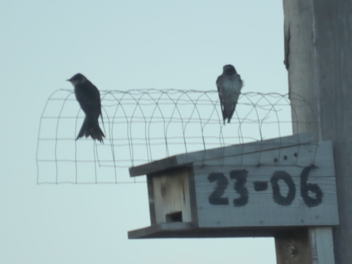 Purple Martin - ML620673590