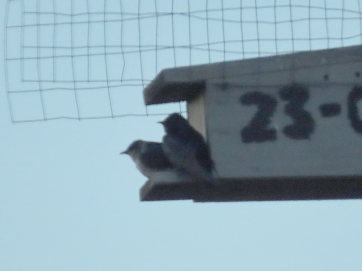 Purple Martin - ML620673591