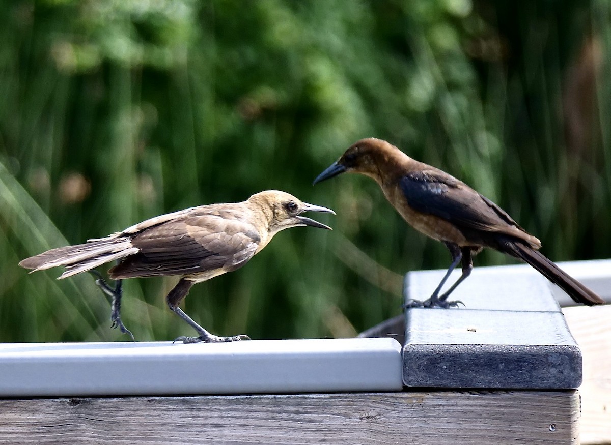 Boat-tailed Grackle - ML620673594