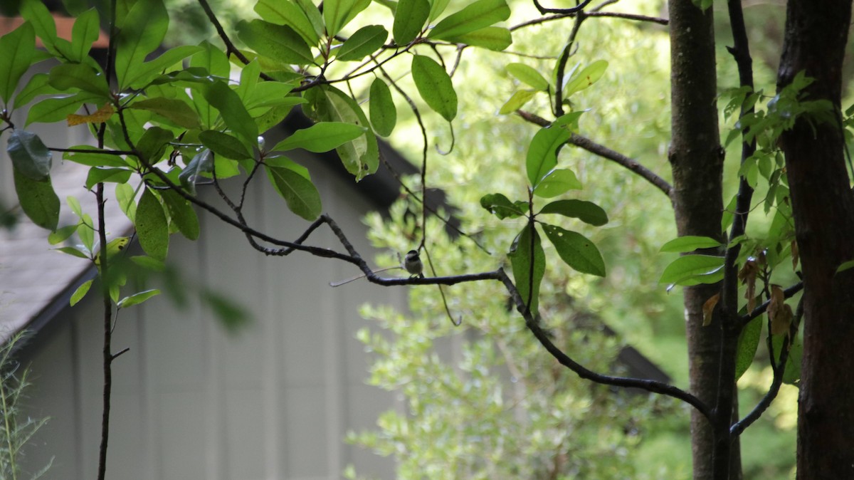 Carolina Chickadee - ML620673596