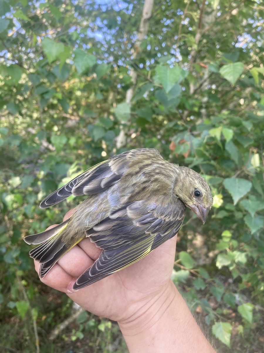 European Greenfinch - ML620673597